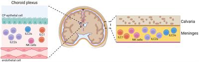 Innate lymphoid cells in neuroinflammation
